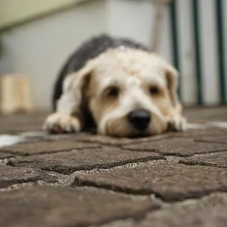 Guest house Appartementhaus Dargham 3*