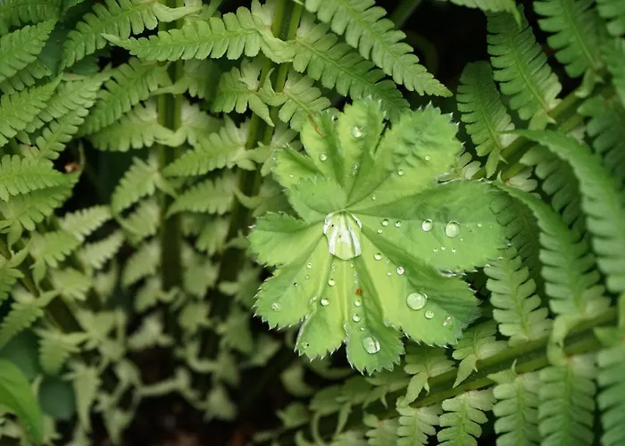 Appartementhaus Dargham Guest house 3*